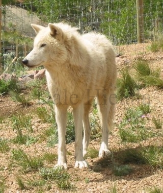 Wolf Picture